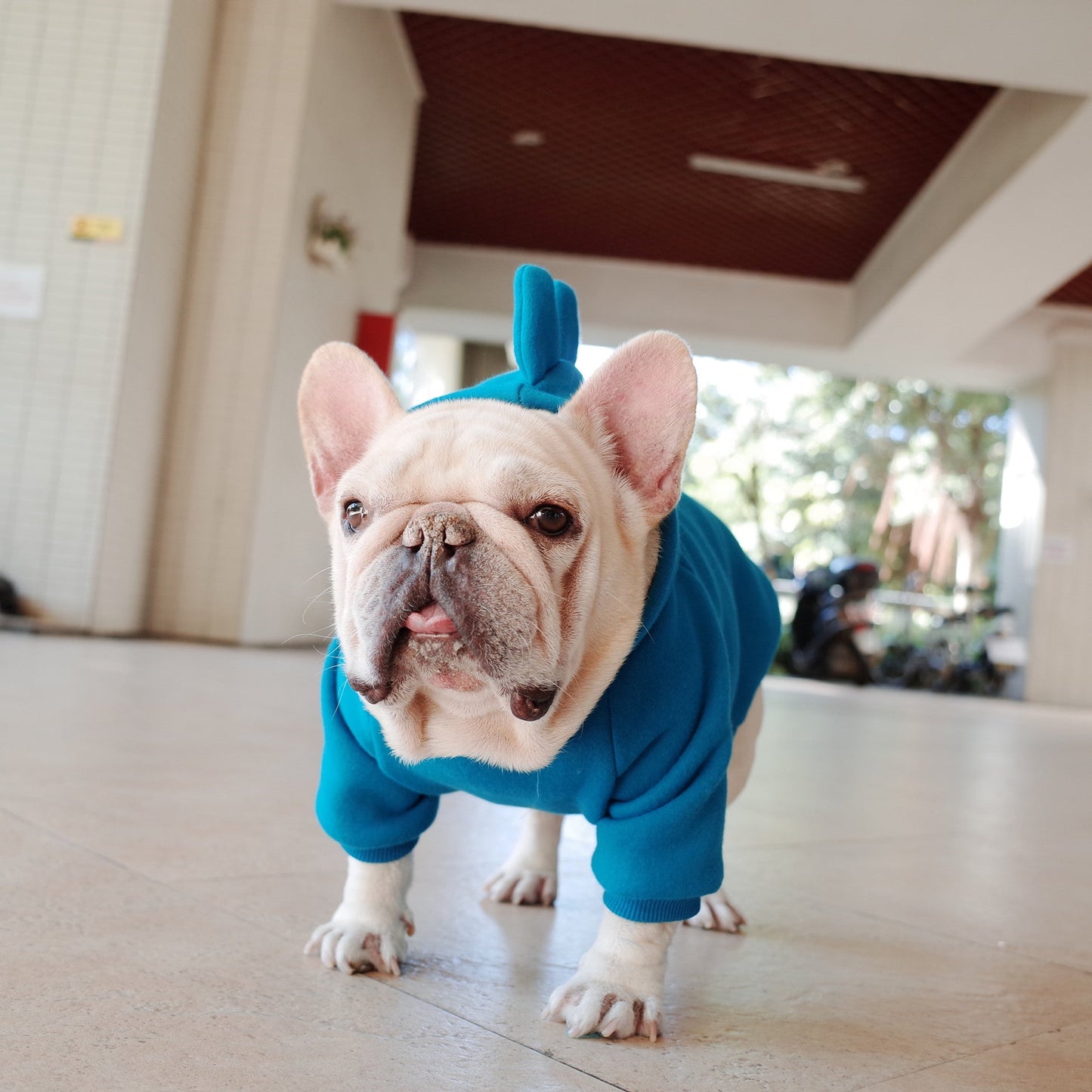 Dog Hoodie